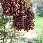 Date palm grove at the farm
